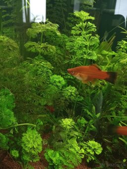 Akvariové rastlinky - 3