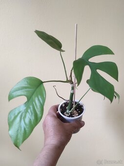 MONSTERA - 3