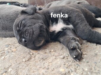 Cane Corso - 3