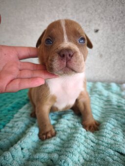 American Bully štandard bez PP - 3