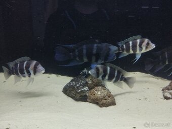 Cyphotilapia Frontoza Burundi - 3