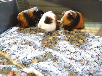 Morske prasiatko - 3