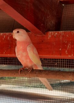 Neoféma bourkova - 3