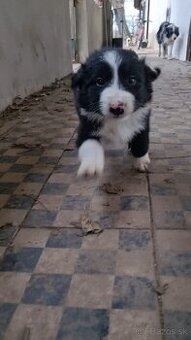 Psik border kolia - 3