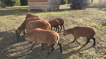 Predám kamerunské ovce - 3