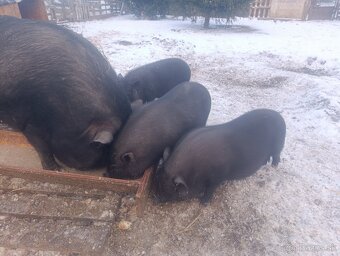 Vietnamské prasiatka - 3