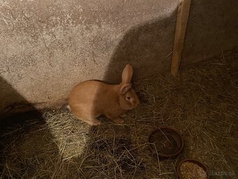 Burgundske kraliky - 3