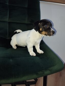 Jack Russel terier - 3