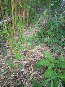 Bambus invazivny nové rastliny - 3