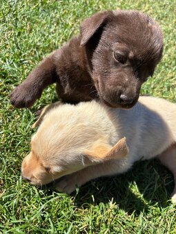Predám nečistokrvneho labradora odber možný hneď - 3