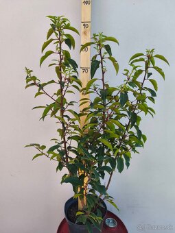 Cervienka Vavrinivec - 3