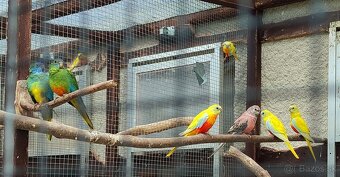 Neoféma tyrkysová - 3