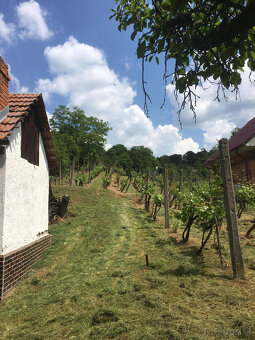 Predám záhradu / vinicu v kat. území Levice časť Staré Levic - 3