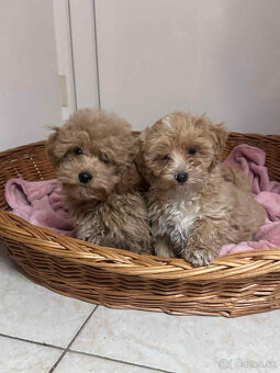 Maltipoo, pudel, pudlik, maltezak - 3