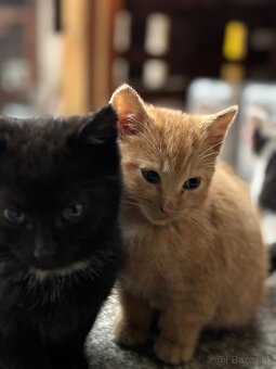 Mačiatka - 3