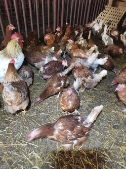 Ponúkam 2 ročne sliepky - 3