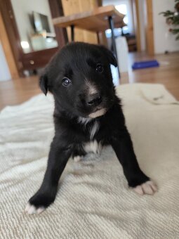 Darujem šteniatka - 3