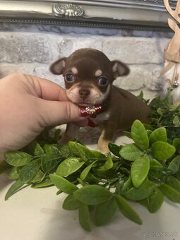 Čivava s PP FCI - 3