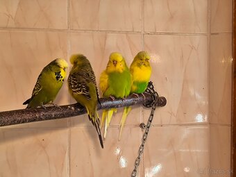 Andulky výstavný typ - 3