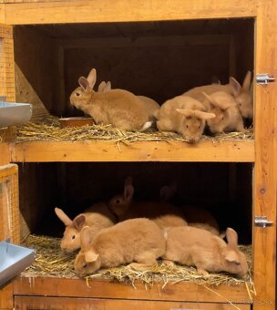 Burgundské králiky - 3