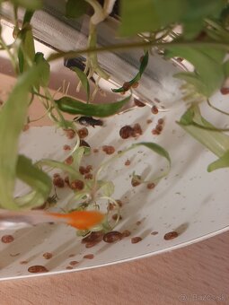 Slimak Kotuľka hnedá - 3