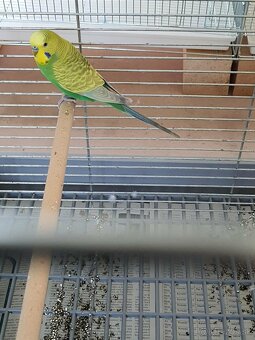 Andulka greywing - 3