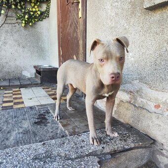 Americký pitbulterier pitbul pitbull silver lilac rare Topp - 3
