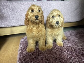 Cockapoo - 3