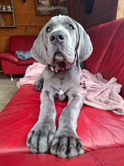 Nemecká doga s PP modrá PES - 3