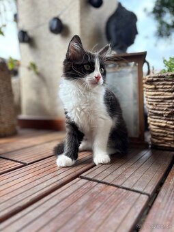 Mix ragdoll - 3