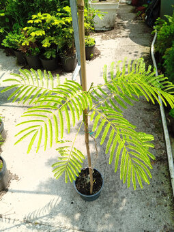 Bananovnik, Albizia, Palma - 3