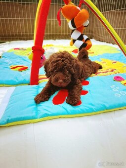 Pudel toy fenka chocolate - 3