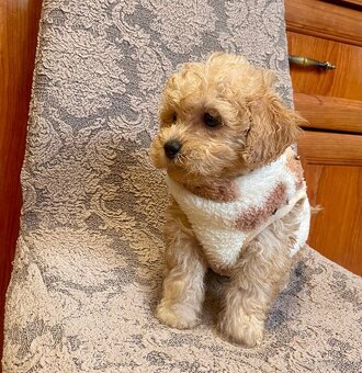 Maltipoo boys male - 3