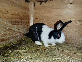 Šarišský Obrovitý - 3