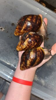 Africký slimák - 3