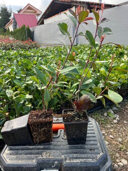 Vavrinovec 20-40cm /1,8€…Červienka 50cm /5€.. tuja 40cm/1€ - 3