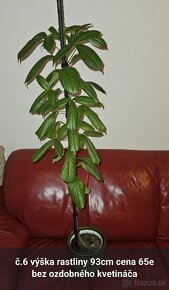 Baobab sadenice - 3