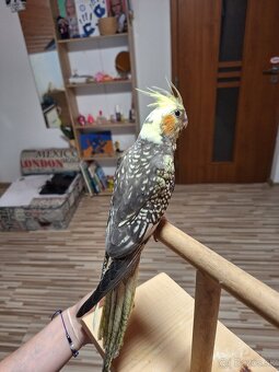 Predam krotku korelu - 3