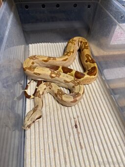 Boa Constrictor - Velhad - 3