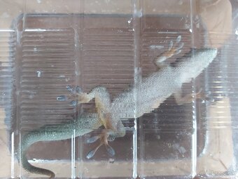Felzuma madagaskarská - 3