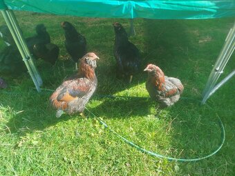 Kohút Araucana - 3