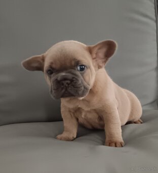 Francúzsky buldoček - 3