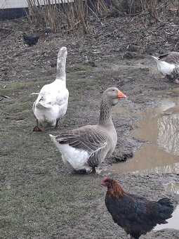 Predám tulúzske husi a gunare - 3