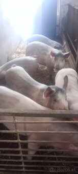 Ponúkam na predaj prasatá - 3