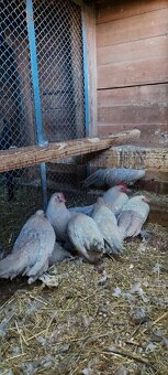 Hempširky a Milflerky - 3