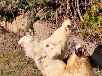 hodvábnička - kohút 2025 - 3