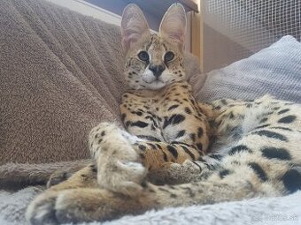 Serval stepny - 3