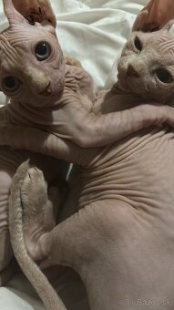 Dón sphynx - 3