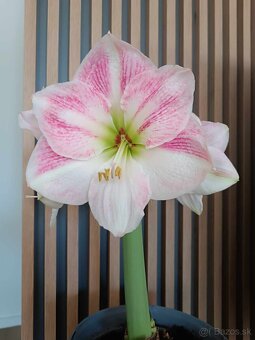 Rozkvitnute kvety Amaryllis - 3
