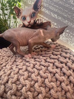 Mačička sphynx - 3